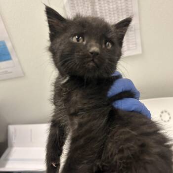 Beefsteak -  Domestic Short Hair Cat for Adoption in Park City, Utah - Beefsteak | PetCurious
