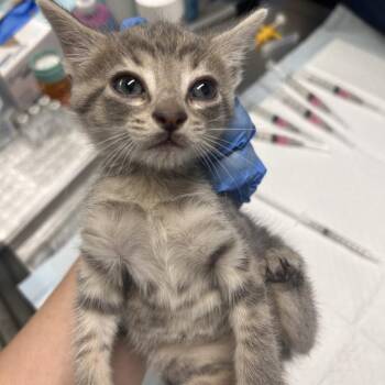 Leopard -  Domestic Short Hair Cat for Adoption in Summerville, South Carolina - Leopard | PetCurious