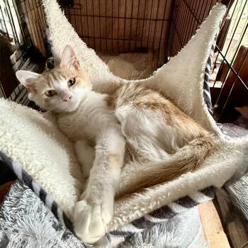 Lil Mister -  Domestic Medium Hair Cat for Adoption in Long Beach, California - Lil Mister | PetCurious