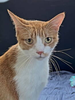 Rescue Tabby Cats for Adoption in Franklin, Tennessee - KITTEN CHEWY | PetCurious