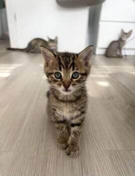 Rescue Domestic Short Hair Cats for Adoption in Boca Raton, Florida - Cornelius The King Of Cuddles | PetCurious