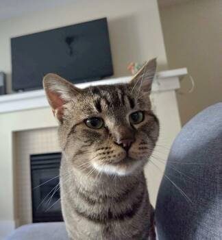 Big Bob -  Domestic Short Hair Cat for Adoption in Vancouver, British Columbia - Big Bob | PetCurious