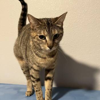 Rescue Tabby Cats for Adoption in Oakley, California - Momma Fruit | PetCurious