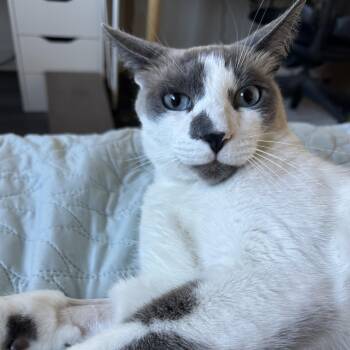 Patches -  Siamese and Domestic Short Hair Cat for Adoption in Manhattan Beach, California - Patches | PetCurious