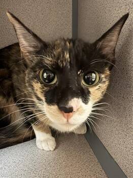 MUFFIN -  Domestic Short Hair Cat for Adoption in Aliquippa, Pennsylvania - MUFFIN | PetCurious
