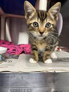 TIGER -  Domestic Short Hair Cat for Adoption in Charlotte, North Carolina - TIGER | PetCurious