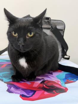 Domestic Short Hair Cats Available for Adoption - Arson | PetCurious