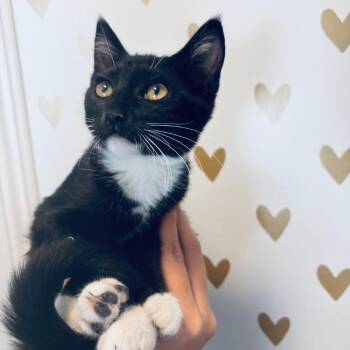 Mimosa -  Domestic Short Hair Cat for Adoption in Long Beach, California - Mimosa | PetCurious