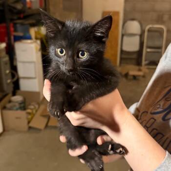 Delores -  Domestic Medium Hair Cat Available for Adoption in Midland, Texas - Delores | PetCurious
