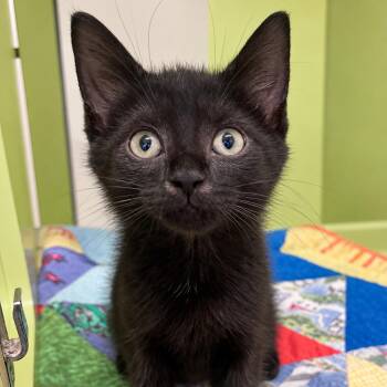 Tuna -  Domestic Short Hair Cat for Adoption in Pontiac, Michigan - Tuna | PetCurious