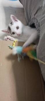 Michael -  Domestic Short Hair Cat for Adoption in Georgetown, South Carolina - Michael | PetCurious