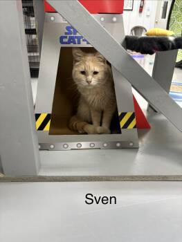 Sven -  American Shorthair Cat for Adoption in Big Rapids, Michigan - Sven | PetCurious