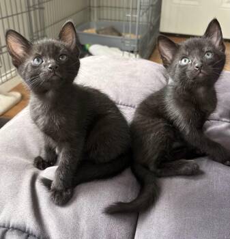 Petey and Pablo -  American Shorthair Cat for Adoption in Medford, Massachusetts - Petey And Pablo | PetCurious