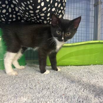 Midnight -  American Shorthair Cat for Adoption in Tipton, Iowa - Midnight | PetCurious