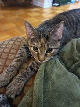 Domestic Short Hair Cats Available for Adoption - Sawm | PetCurious