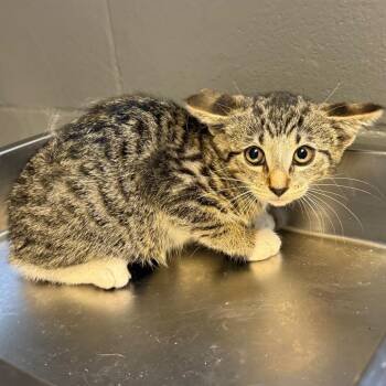 Domestic Short Hair Cats Available for Adoption in Tuscaloosa, Alabama - Michelle | PetCurious