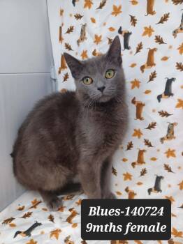 Russian Blue and Domestic Short Hair Cats Available for Adoption in New York, New York - Blues *foster Needed* | PetCurious