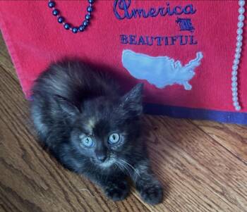 Betzy -  Domestic Medium Hair and Domestic Short Hair Cat for Adoption in Poplar Grove, Illinois - Betzy | PetCurious
