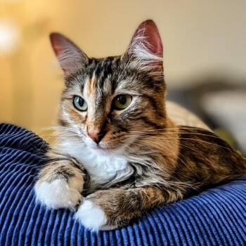 Clio -  Domestic Short Hair Cat for Adoption in Garfield, Arkansas - Clio | PetCurious