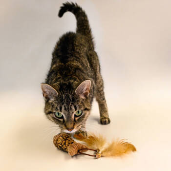 Rescue Domestic Short Hair Cats for Adoption in Houston, Texas - Allie | PetCurious