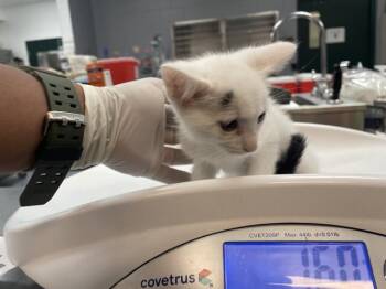 A1931297 -  Domestic Short Hair Cat for Adoption in Thousand Palms, California - A1931297 | PetCurious