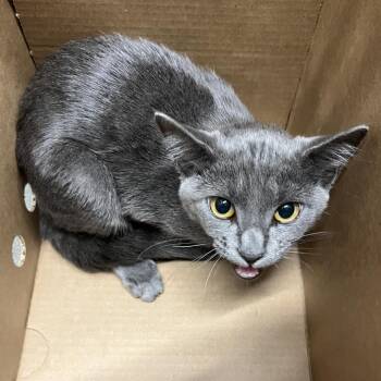 Frannie -  Domestic Short Hair Cat for Adoption in Tampa, Florida - Frannie | PetCurious