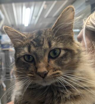 Rescue Domestic Medium Hair Cats for Adoption in Virginia, Minnesota - Hannibal | PetCurious