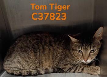 Domestic Short Hair Cats Available for Adoption - Tom Tiger | PetCurious