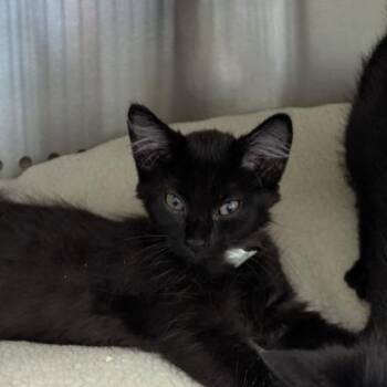 Madrid -  Domestic Short Hair Cat for Adoption in Lynchburg, Virginia - Madrid | PetCurious