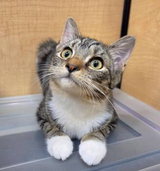 Kara -  Domestic Short Hair Cat for Adoption in Syracuse, New York - Kara | PetCurious