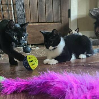 Maytag -  Domestic Short Hair Cat for Adoption in Nampa, Idaho - Maytag | PetCurious