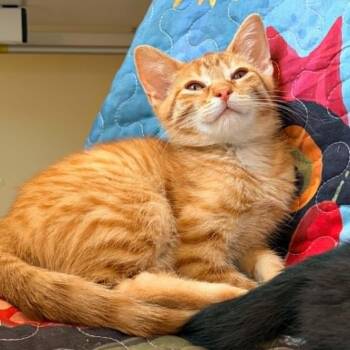 Grendal (Bonded with Typhon) CH 0426 -  Domestic Short Hair Cat for Adoption - Grendal (Bonded With Typhon) CH 0426 | PetCurious