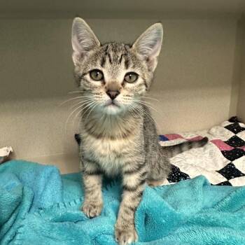 Zane -  Domestic Short Hair Cat for Adoption in Durango, Colorado - Zane | PetCurious