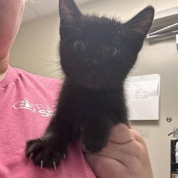 Jojo -  Domestic Short Hair Cat for Adoption in Tulsa, Oklahoma - Jojo | PetCurious