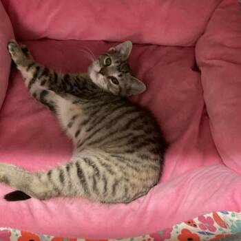 Paisley -  Domestic Short Hair Cat for Adoption in Colorado Springs, Colorado - Paisley | PetCurious