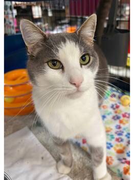 Owen -  Domestic Short Hair Cat for Adoption in Blasdell, New York - Owen | PetCurious