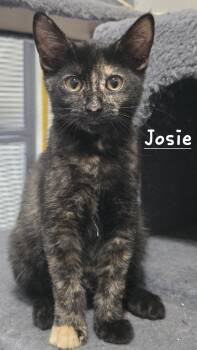 Josie -  Domestic Short Hair Cat for Adoption in Battle Creek, Michigan - Josie | PetCurious