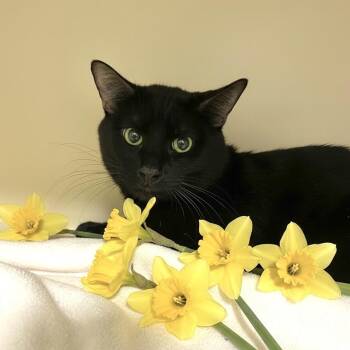 Domestic Short Hair Cats Available for Adoption - Luna | PetCurious