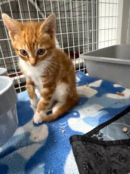 October -  Domestic Short Hair Cat for Adoption in Brookings, Oregon - October | PetCurious