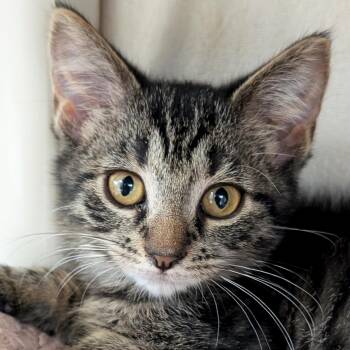 Granite -  Domestic Short Hair Cat for Adoption in Jefferson, Wisconsin - Granite | PetCurious