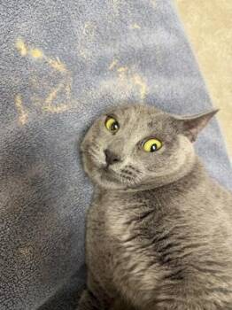 Heaven -  Domestic Short Hair Cat for Adoption in Westland, Michigan - Heaven | PetCurious