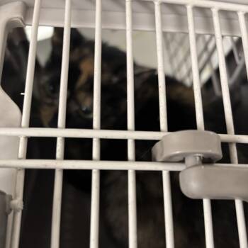 Paisley (C44) -  Domestic Short Hair Cat for Adoption in Portland, Texas - Paisley (C44) | PetCurious