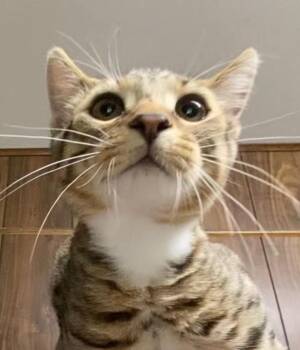 MOONRAY -  Domestic Short Hair Cat for Adoption in Hagerstown, Maryland - MOONRAY | PetCurious