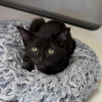 Coal -  Domestic Short Hair Cat for Adoption in Carroll, Iowa - Coal | PetCurious
