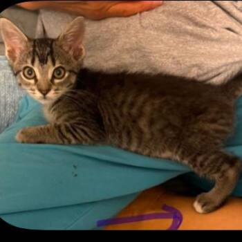 Bella -  Domestic Short Hair Cat for Adoption in Columbus, North Carolina - Bella | PetCurious