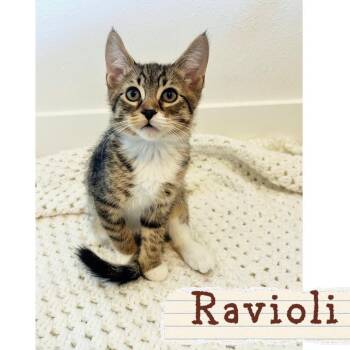 Ravioli -  Domestic Short Hair Cat for Adoption in Orangevale, California - Ravioli | PetCurious