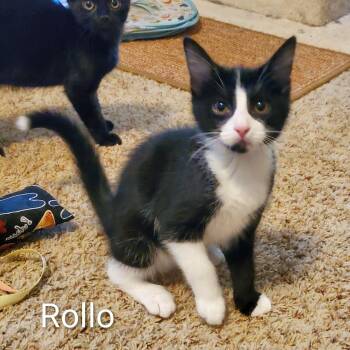 Rollo -  Domestic Short Hair Cat for Adoption in Sedalia, Missouri - Rollo | PetCurious