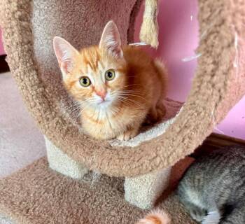 Peaches -  Domestic Short Hair Cat for Adoption in Gorham, Maine - Peaches | PetCurious