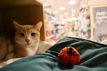 Rescue Domestic Short Hair Cats for Adoption in Melrose, Massachusetts - Orange Crush | PetCurious