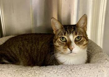 Cobra Kai -  Domestic Short Hair and Tabby Cat for Adoption in Fargo, North Dakota - Cobra Kai | PetCurious